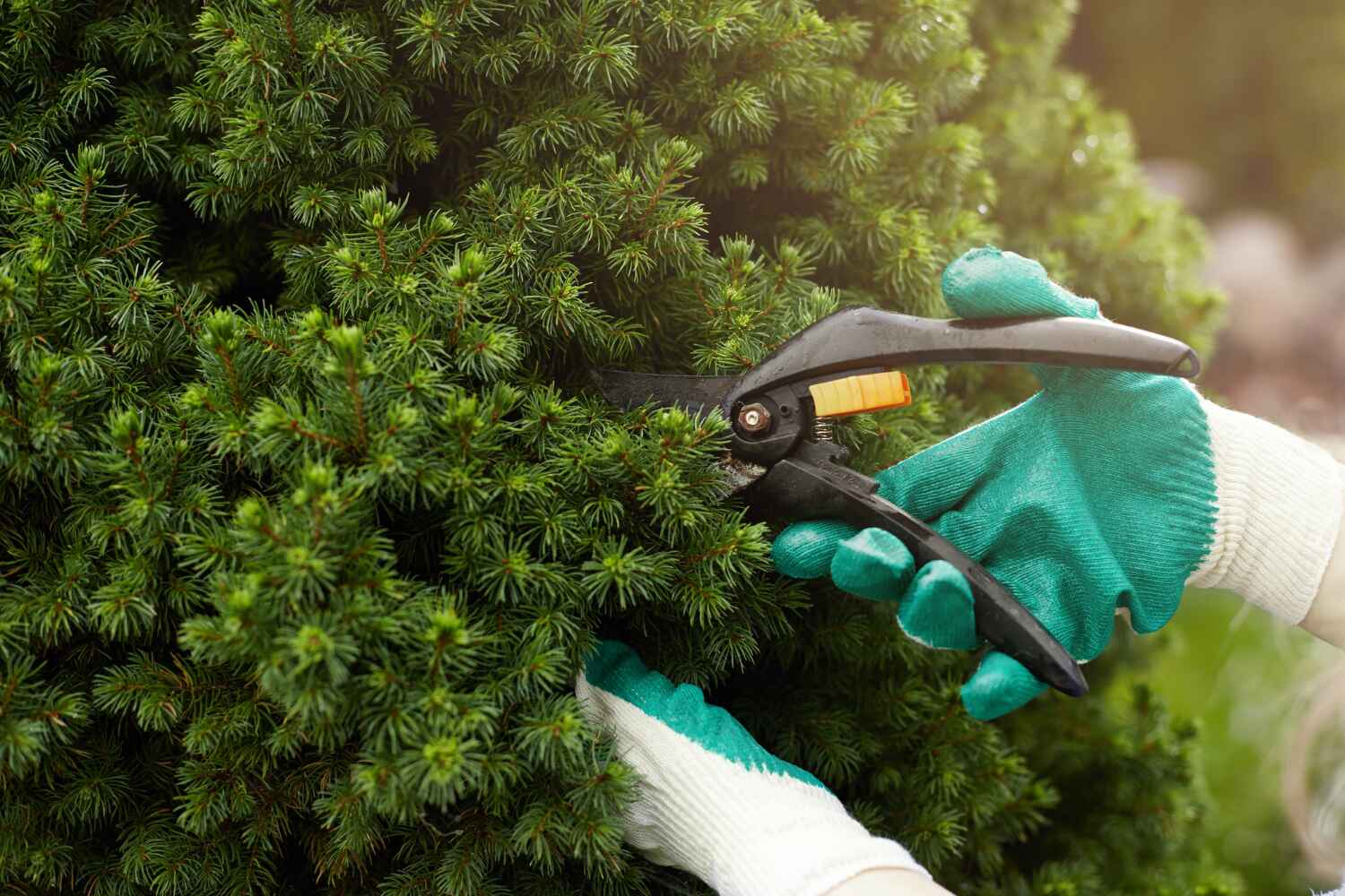 Best Tree Branch Trimming  in USA